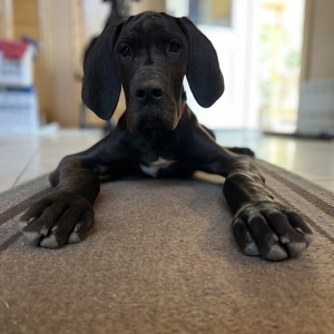 Fundraising Page: Nikki Saldi